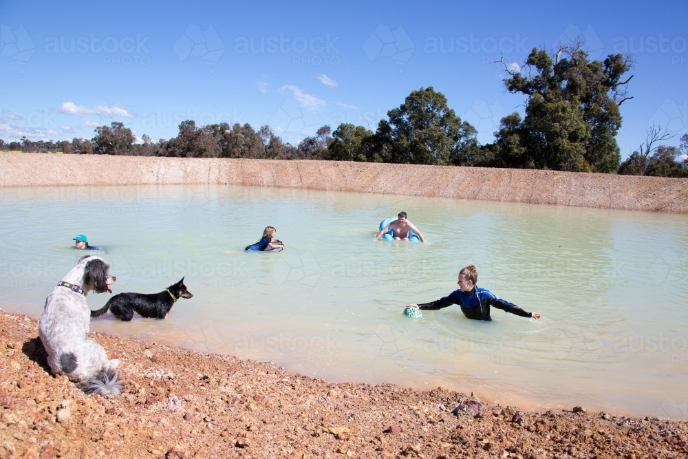 Kids and dogs playing in farm dam - Australian Stock Image