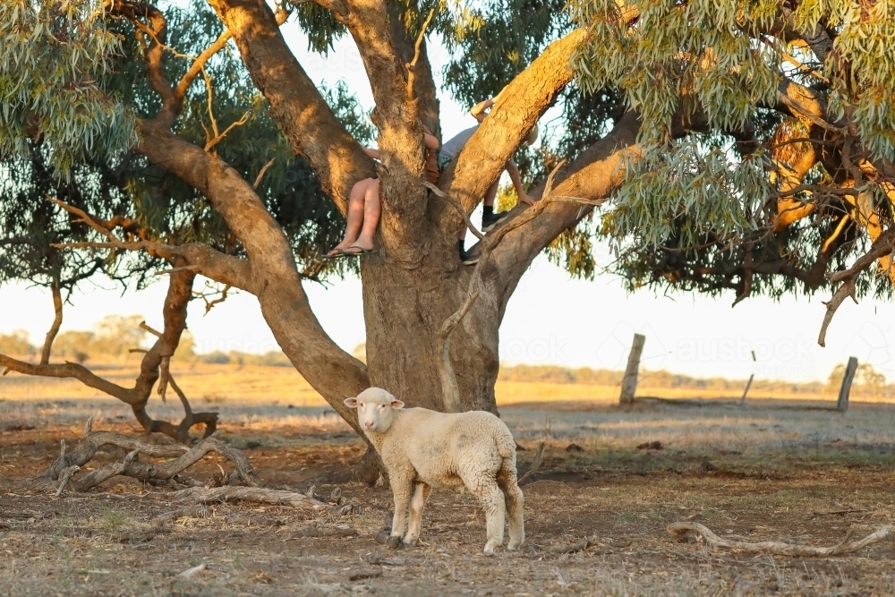 Kids climbing tree on farm with pet sheep waiting below - Australian Stock Image