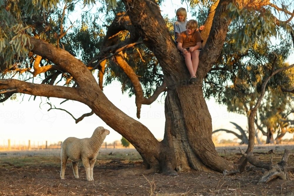 Kids climbing tree on farm with pet sheep waiting below - Australian Stock Image