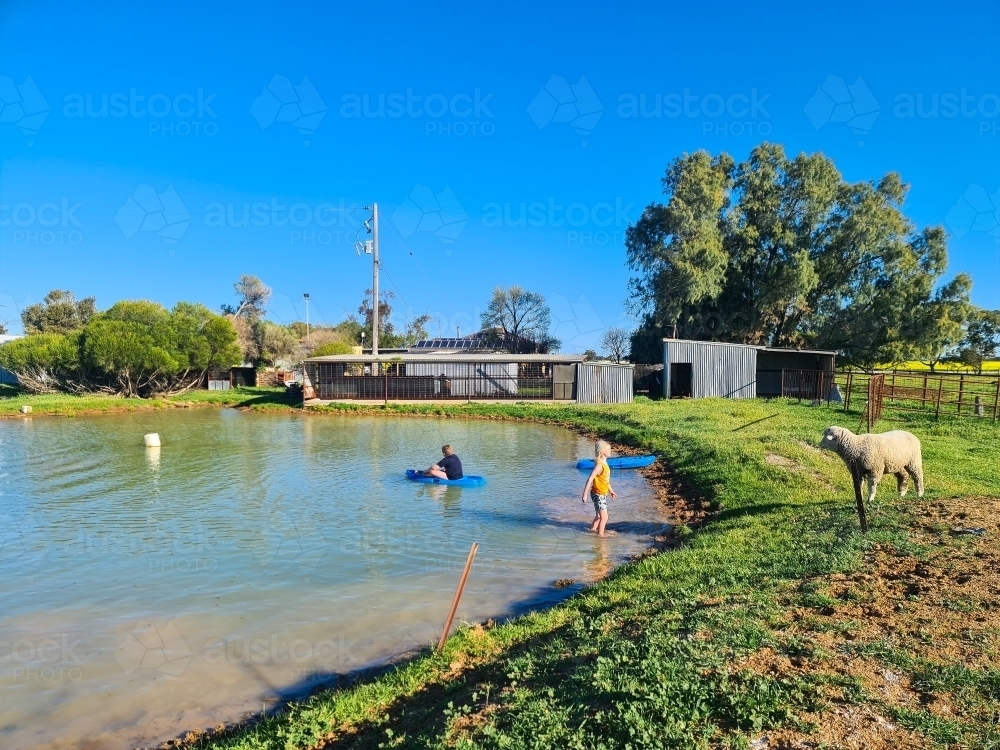 Kids kayaking in dam on farm with pet sheep watching - Australian Stock Image