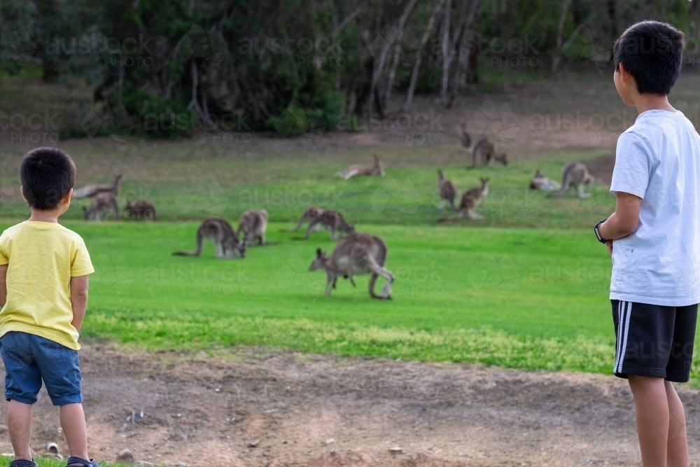 kids marvelling at wild kangaroos at close range - Australian Stock Image