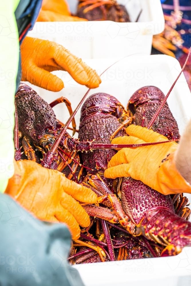 King Island Cray Fish are packed ready for shipment - Australian Stock Image