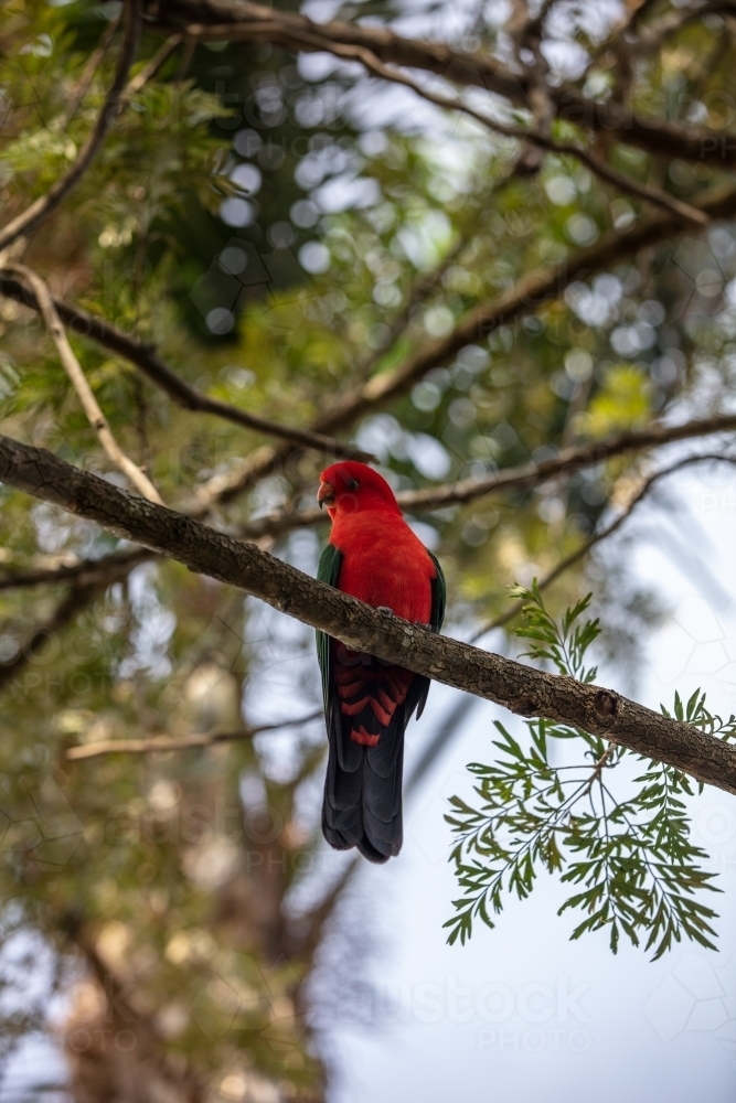King Parrot - Australian Stock Image