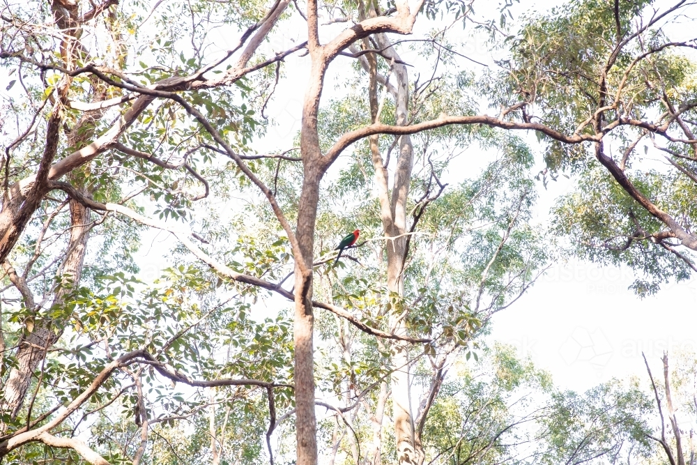 king parrot in a gum tree in Brisbane on a sunny day - Australian Stock Image