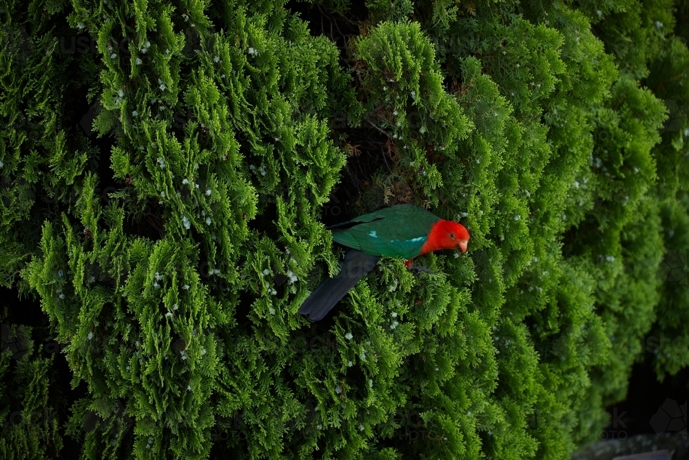 King parrot in pine tree - Australian Stock Image