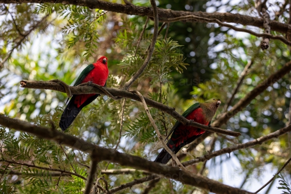 King Parrot pair male and female - Australian Stock Image