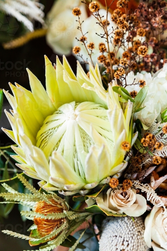 King protea flower in wedding bouquet floral arrangement - Australian Stock Image