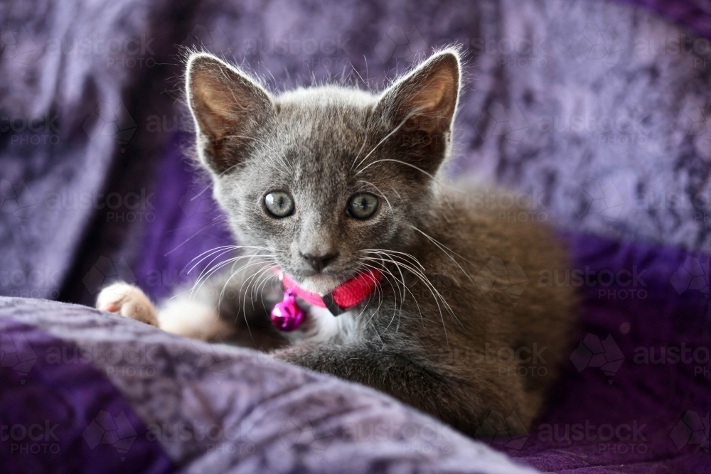 Kitten looking at camera. Kitten with pink bell.  Grey and white kitten - Australian Stock Image