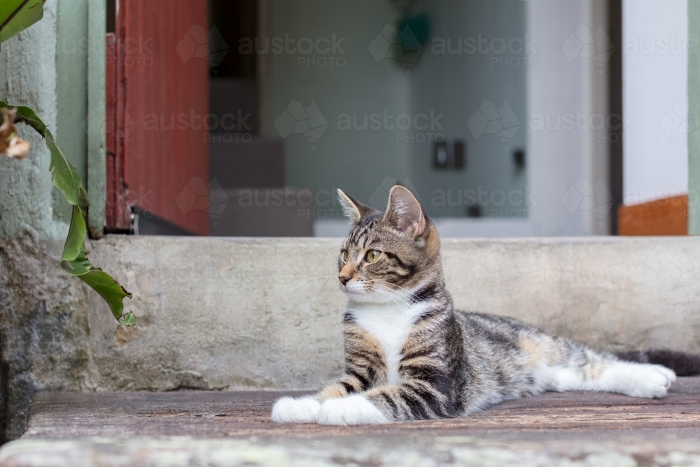 Kitten sitting on doorstep at front of house - Australian Stock Image