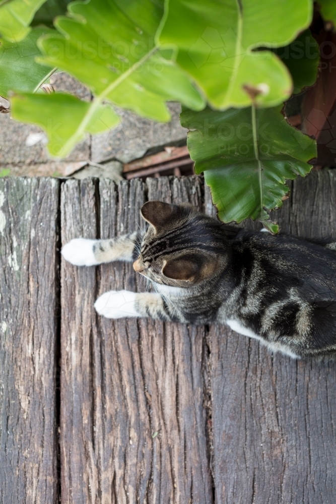 Kitten sitting on doorstep at front of house near fern - Australian Stock Image