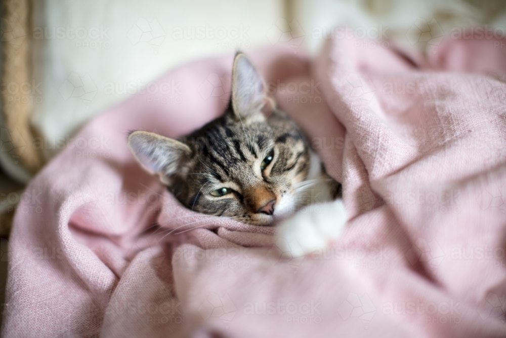 Kitten sleeping whilst wrapped up in pink cotton blanket - Australian Stock Image