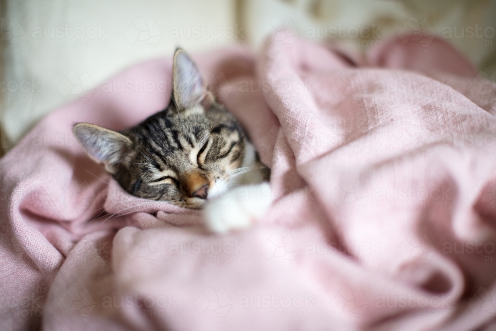 Kitten sleeping whilst wrapped up in pink cotton blanket - Australian Stock Image