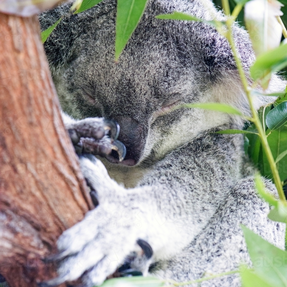 Koala asleep in a eucalyptus tree - Australian Stock Image
