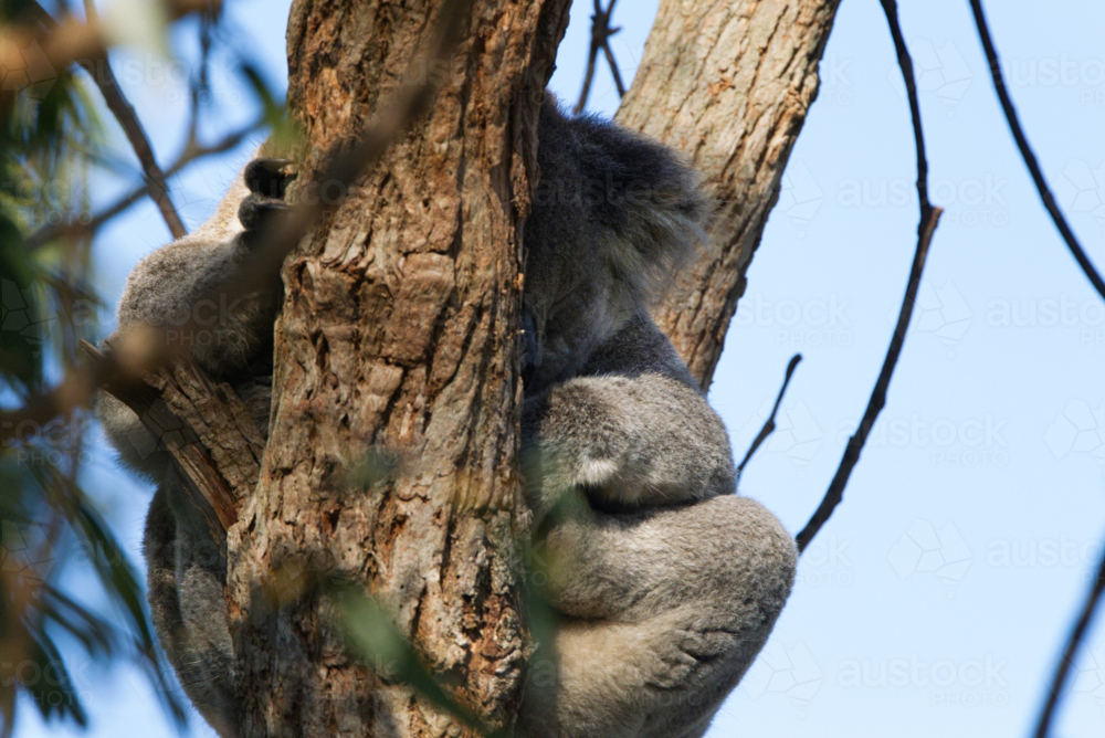 Koala asleep in tree - Australian Stock Image