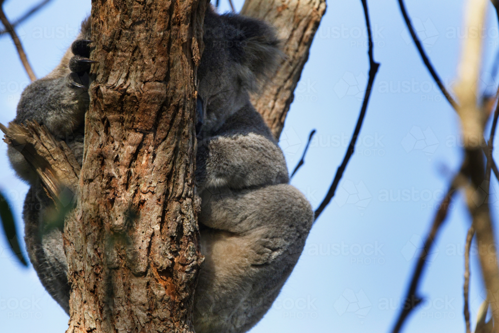 Koala asleep in tree - Australian Stock Image