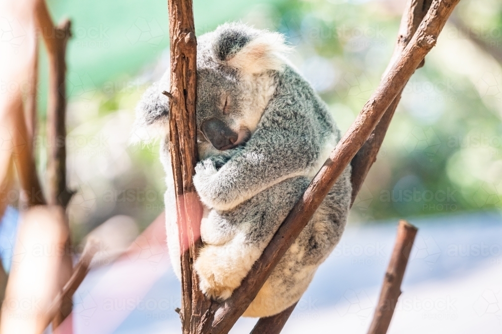 Koala asleep while wedged between bare branches - Australian Stock Image