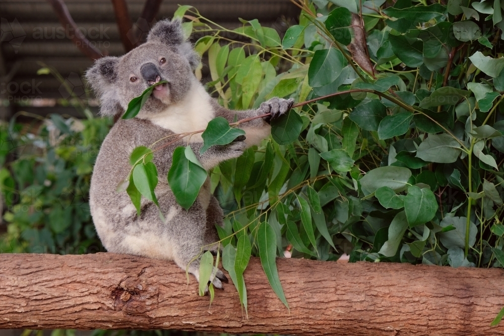 Koala bear eating leaves - Australian Stock Image