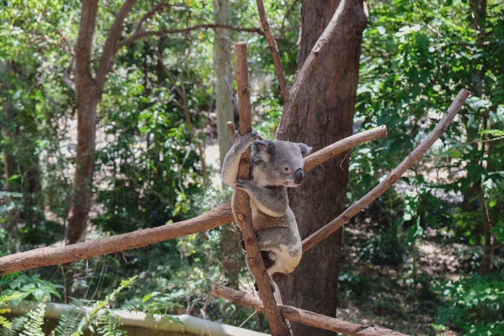 Koala bear holding on tree - Australian Stock Image