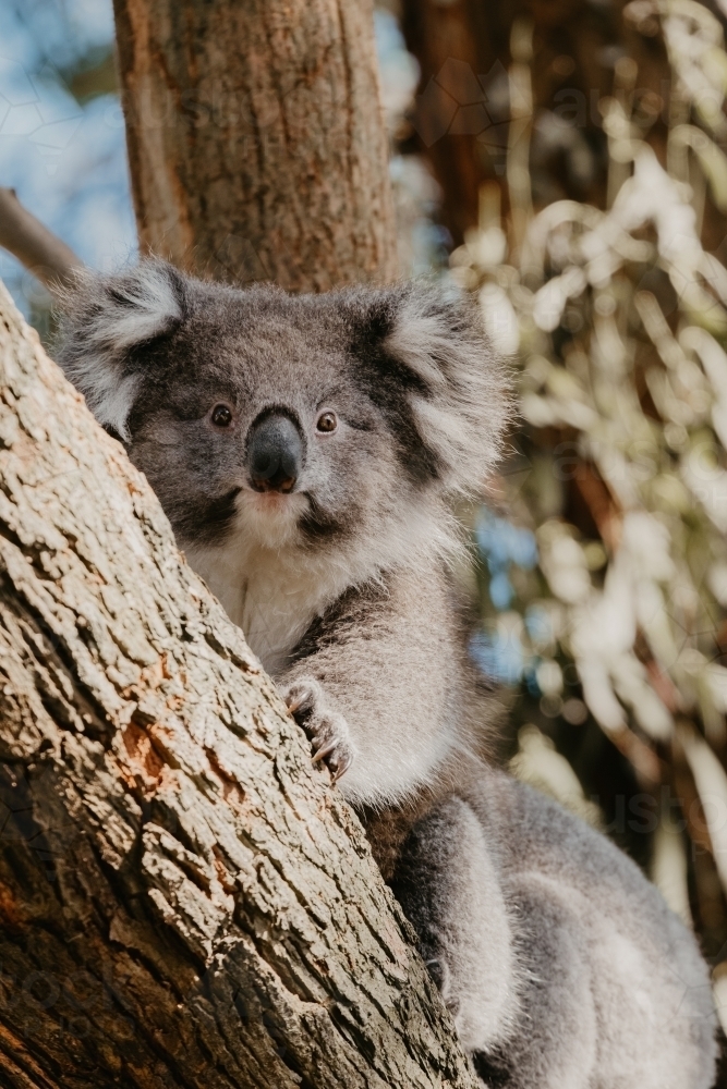 Koala bear in a gum tree. - Australian Stock Image