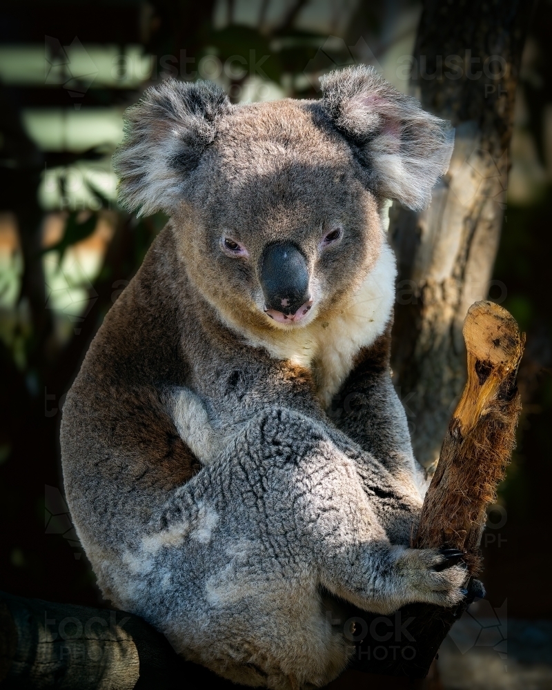 Koala Bear Portrait - Australian Stock Image