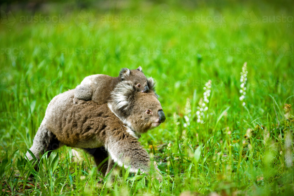 Koala carrying its joey through lush green grass. - Australian Stock Image