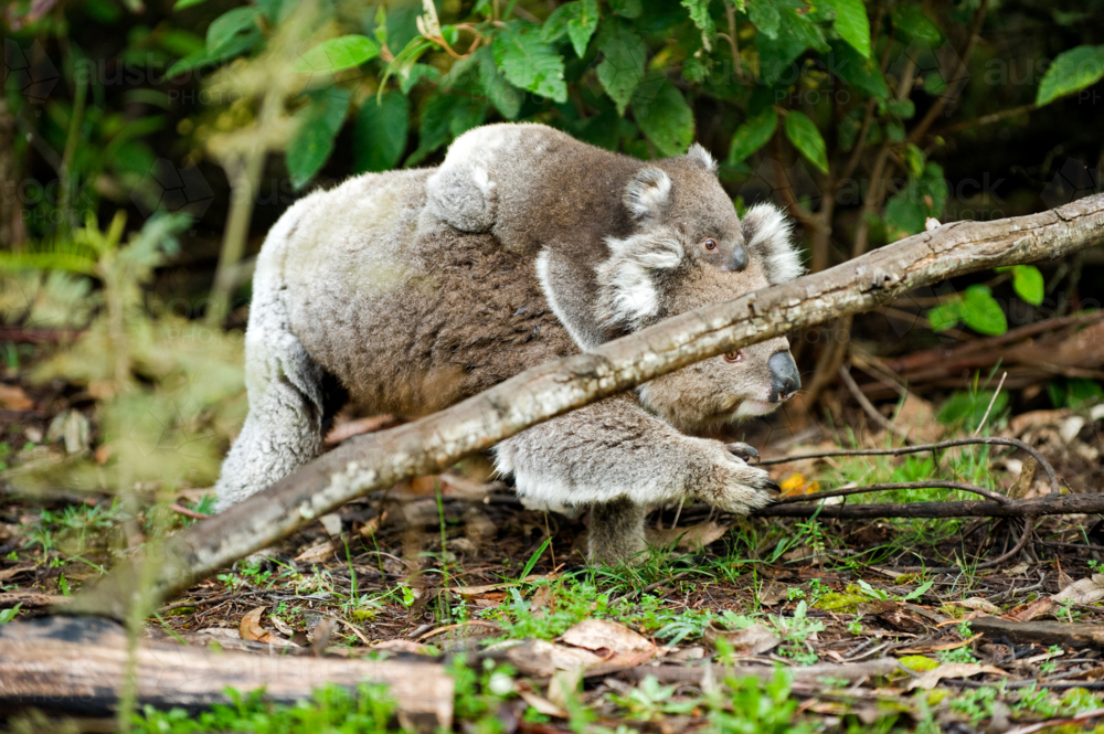 Koala carrying joey through dense forest undergrowth - Australian Stock Image