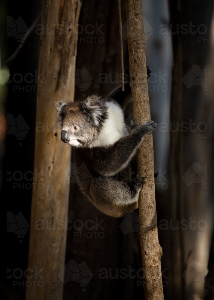 koala climbing gum tree, vertical - Australian Stock Image