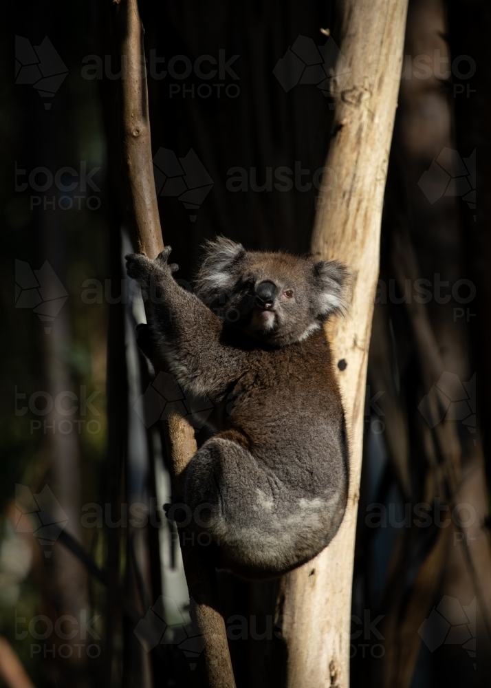 koala climbing gum tree, vertical - Australian Stock Image