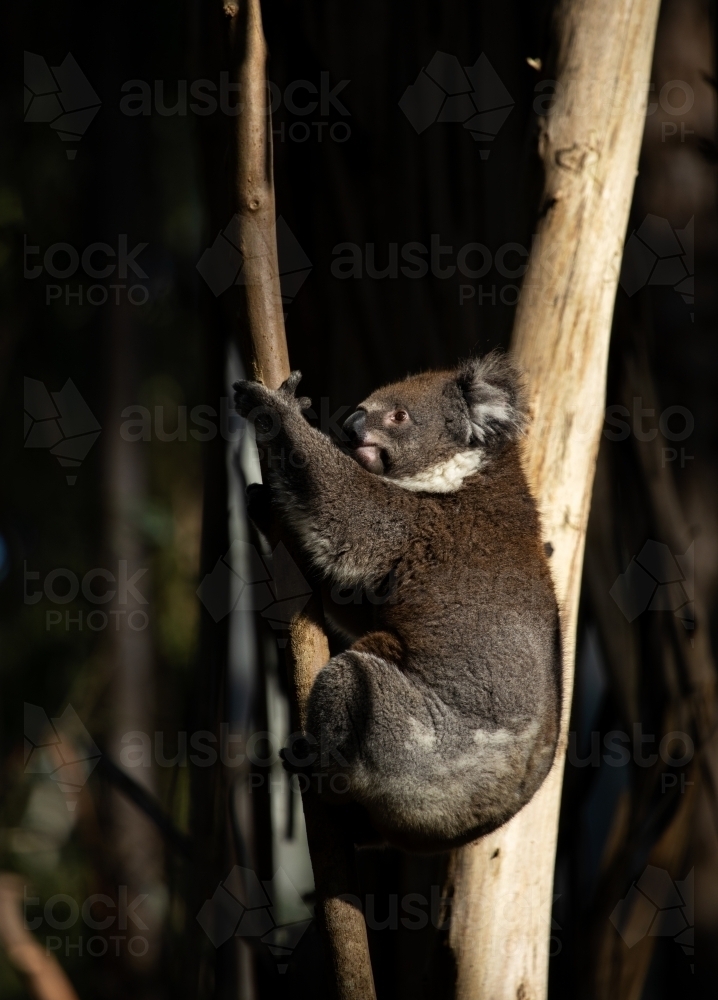 koala climbing gum tree, vertical - Australian Stock Image
