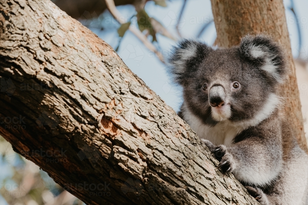 Koala climbing in a gum tree. - Australian Stock Image
