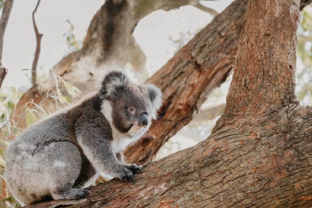 Koala climbs up a tree branch. - Australian Stock Image