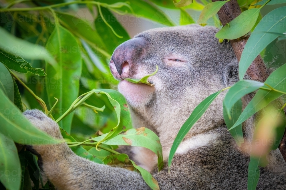 Koala having a look of bliss as it eats eucalyptus leaves from a tree in Australia - Australian Stock Image