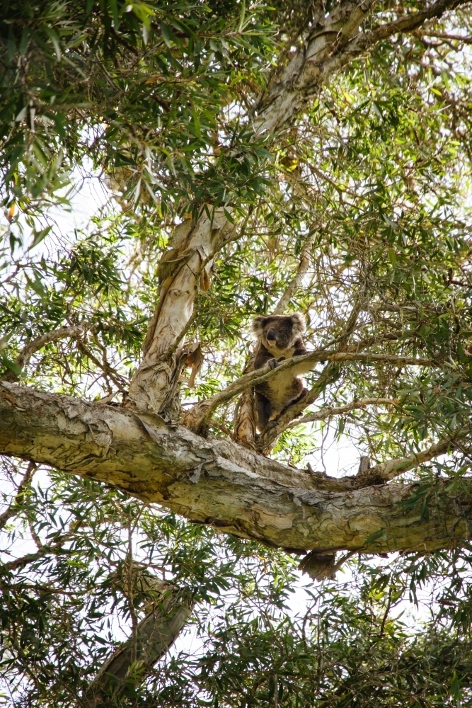 Koala in a tree - Australian Stock Image