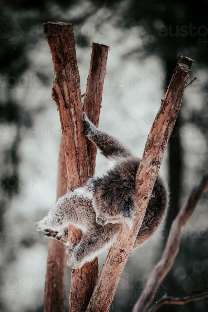 Koala in a tree - Australian Stock Image