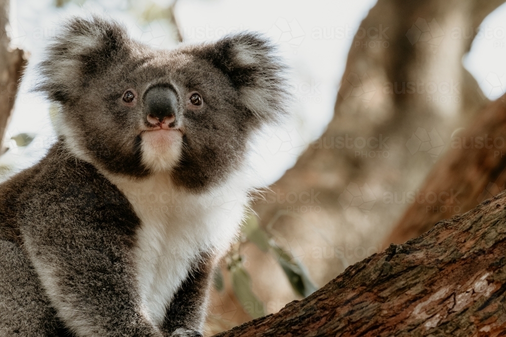 Koala in a tree. - Australian Stock Image