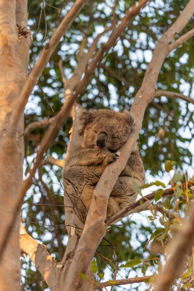 Koala in gum tree - Australian Stock Image