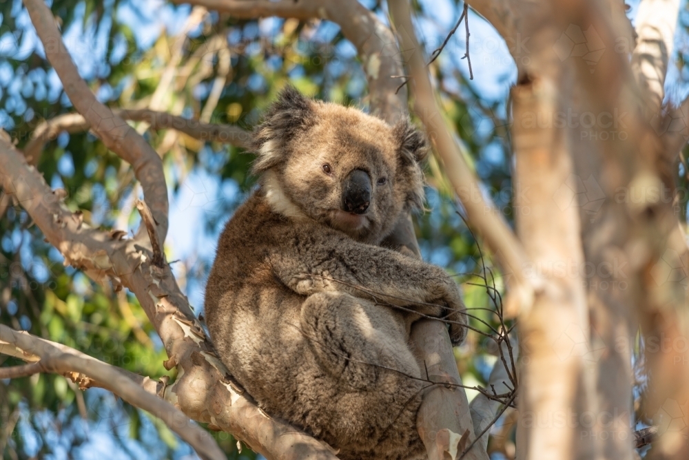 Koala in gum tree - Australian Stock Image