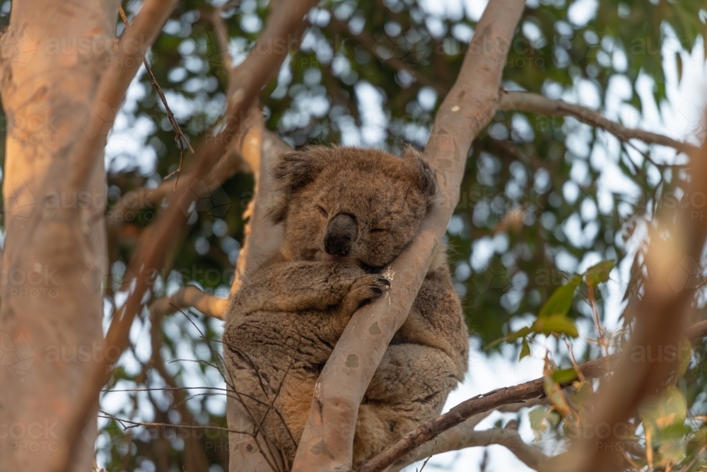 Koala in gum tree - Australian Stock Image