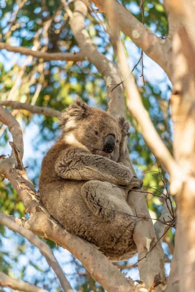 Koala in gum tree - Australian Stock Image