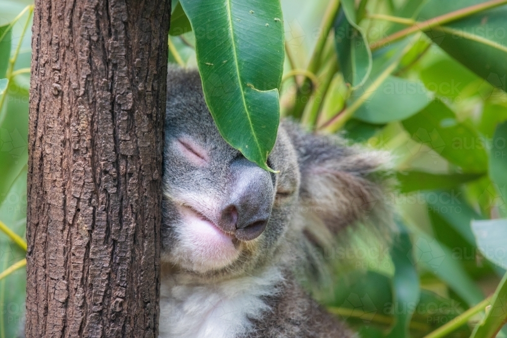 Koala leaning against a tree sleeping while a eucalyptus leaf sits against its face. - Australian Stock Image