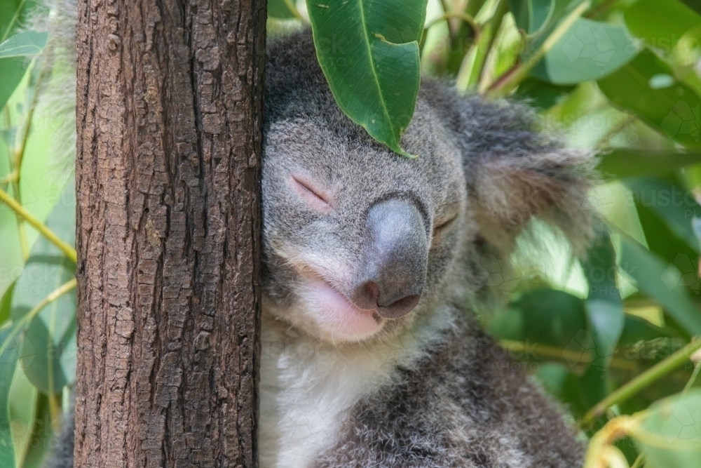 Koala leaning against a tree sleeping while a eucalyptus leaf sits on its head - Australian Stock Image