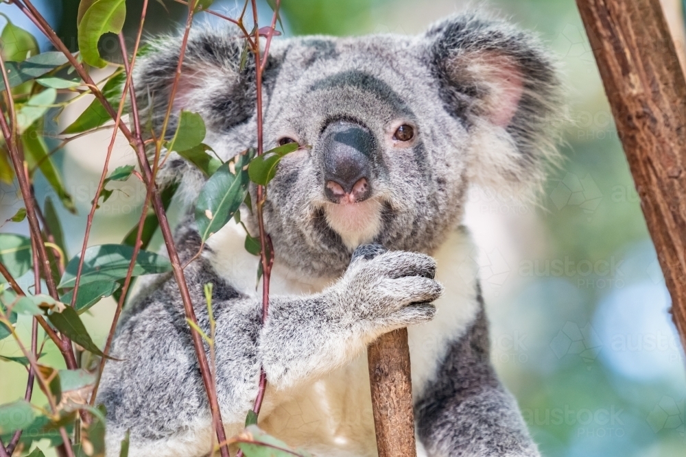 Koala looking into camera while shaded by eucalyptus leaves. - Australian Stock Image