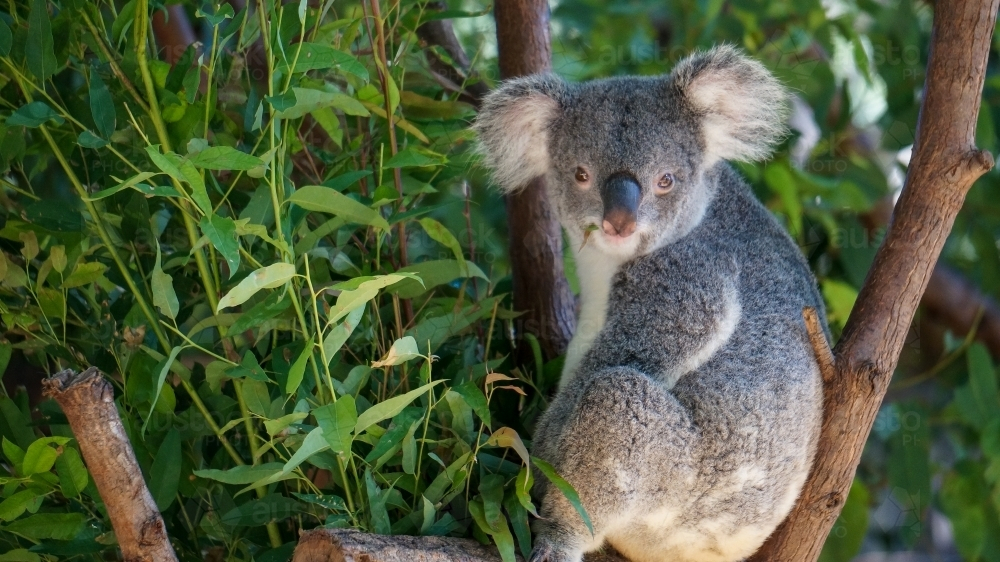 Koala nestled among eucalyptus leaves - Australian Stock Image