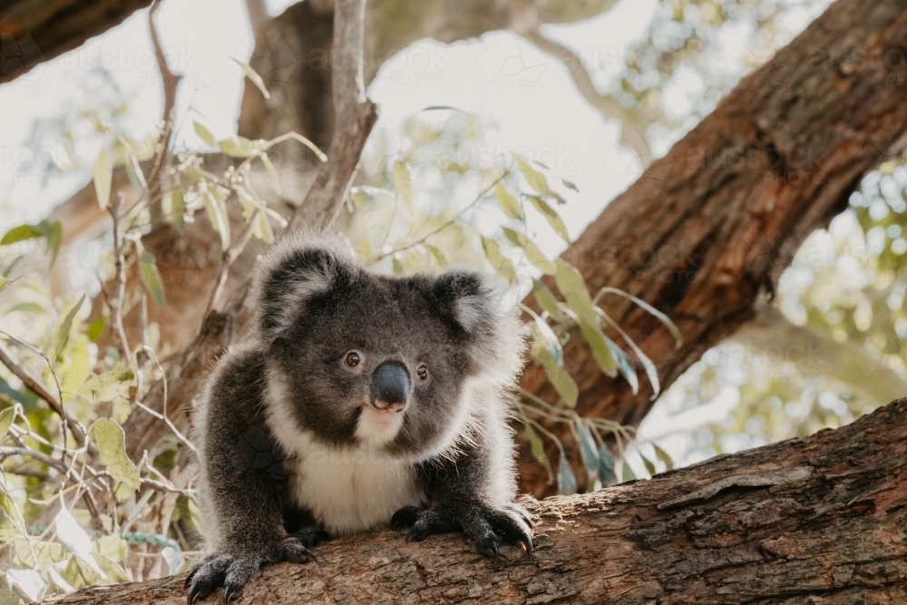 Koala on a gum tree branch. - Australian Stock Image
