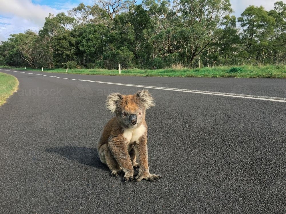 Koala on a Highway near Drik Drik - Australian Stock Image
