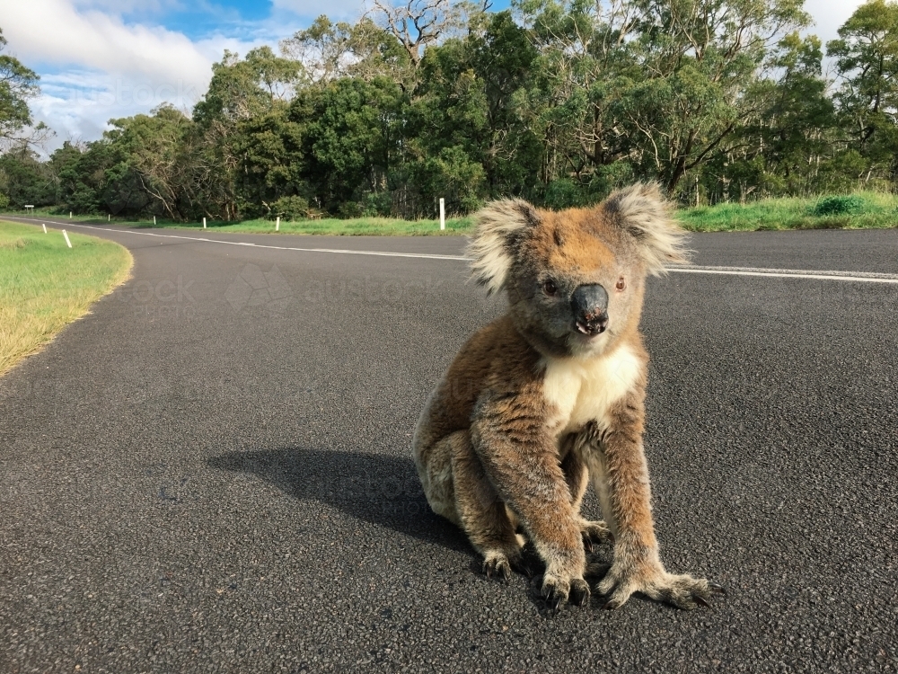 Koala on a Road in the Bush - Australian Stock Image