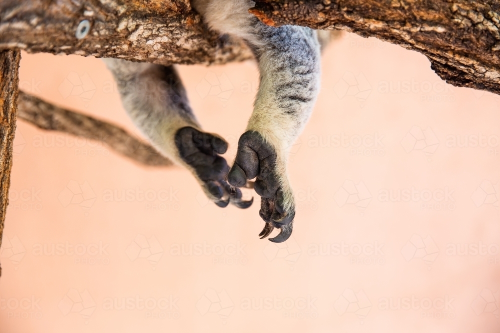 koala paws with a koala in a tree - Australian Stock Image