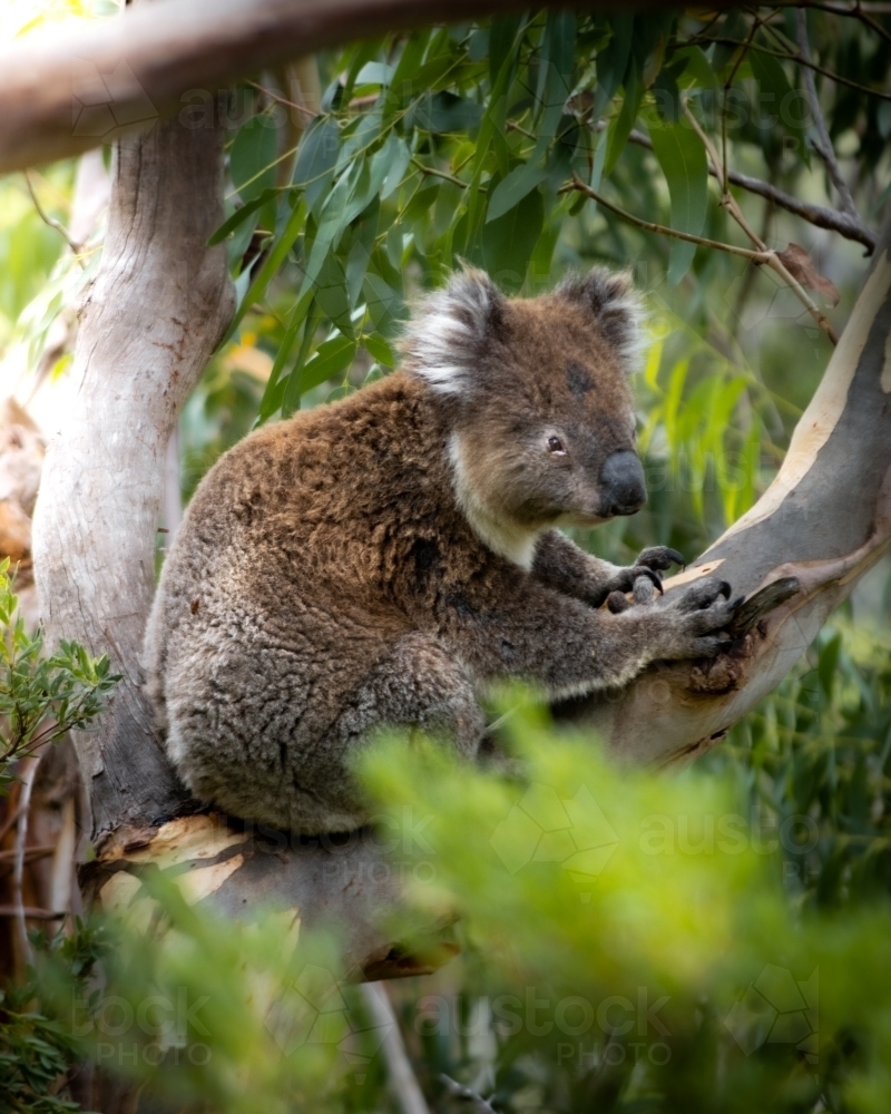 Koala Perched in A Gum Tree - Australian Stock Image