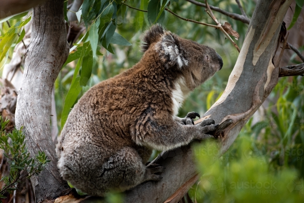 Koala Perched in A Gum Tree - Australian Stock Image