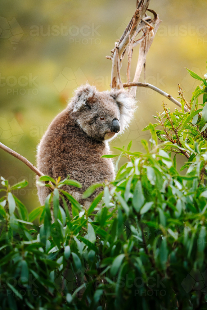 Koala perched on tree branch surrounded by soft green leaves - Australian Stock Image